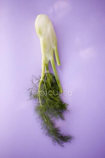 Frischer Blütenfenchel — Stockfoto
