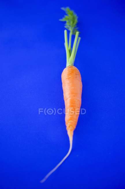 Свежая морковь со стеблем — стоковое фото