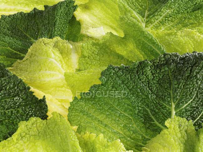 Blanched savoy cabbage — Stock Photo