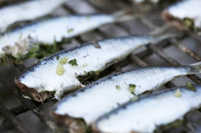 Grilled sardines on grill rack — Stock Photo