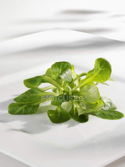 Кукурузный салат на тарелке — стоковое фото