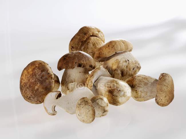 Белые грибы крупным планом — стоковое фото