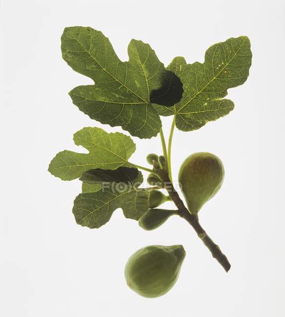 Figues vertes aux feuilles — Photo de stock