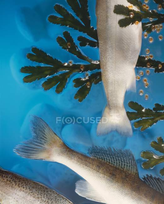 Colas de peces marinos en el agua - foto de stock