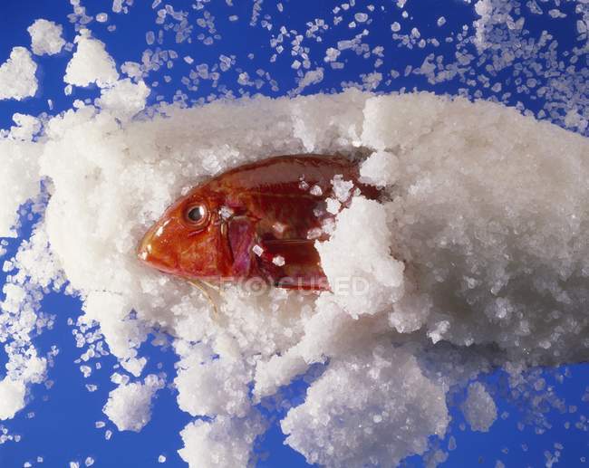 Tainha vermelha fresca na crosta de sal — Fotografia de Stock