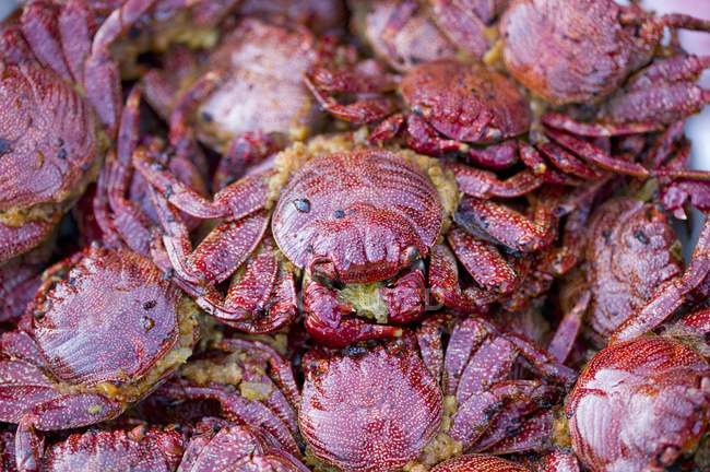 Vue rapprochée du tas de crabes frits — Photo de stock