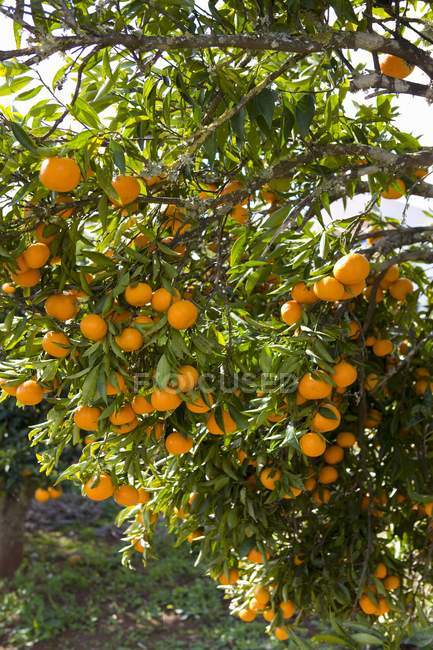 Oranges mandarines sur arbre — Photo de stock