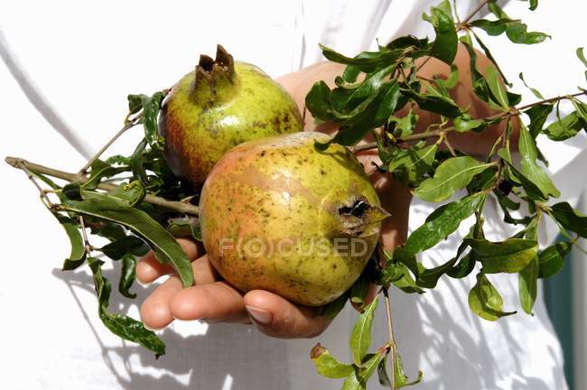 Hand hält Granatäpfel — Stockfoto