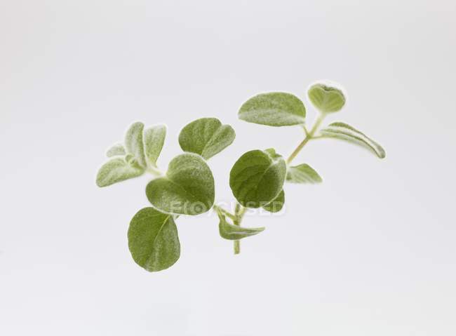 Close-up vista de Cretense Dittany verde sprig no fundo branco — Fotografia de Stock