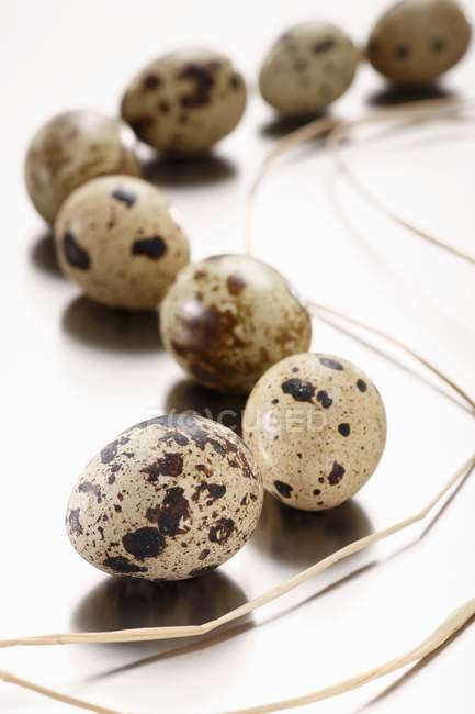 Vários ovos de codorniz — Fotografia de Stock
