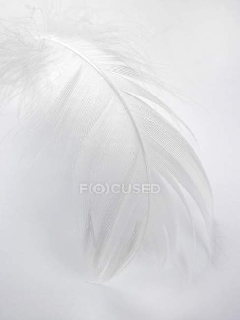 Closeup view of one white feather — Stock Photo