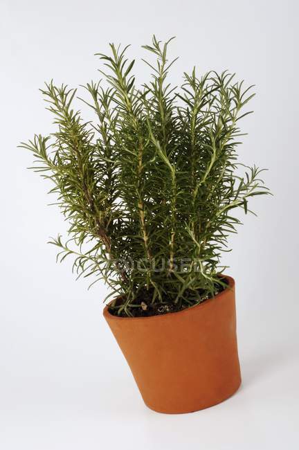 Rosemary growing in cache-pot — Stock Photo