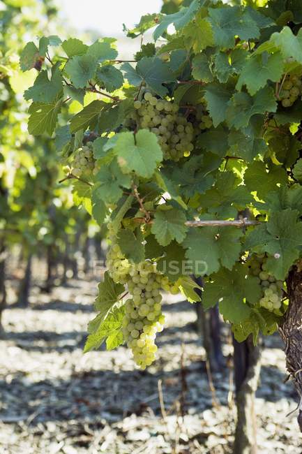 White wine grapes — Stock Photo