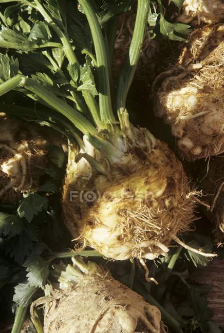 Celery Root outdoors during daytime — Stock Photo