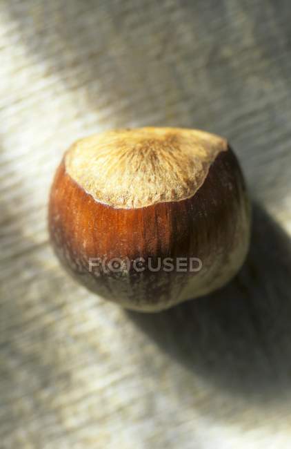 Dried Whole Hazelnut — Stock Photo