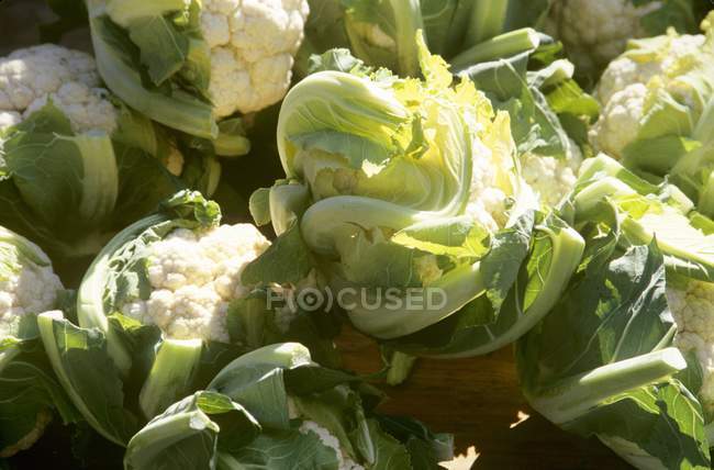 Cabezas de coliflor orgánica fresca - foto de stock