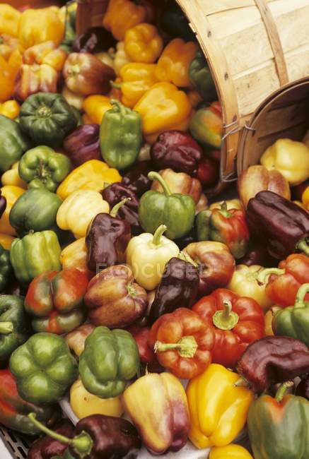 Harvest of colorful Bell Peppers — Stock Photo