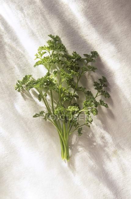 Curly green Parsley — Stock Photo