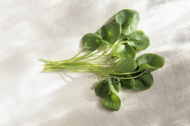 Свіжий зелений крес-салат — стокове фото