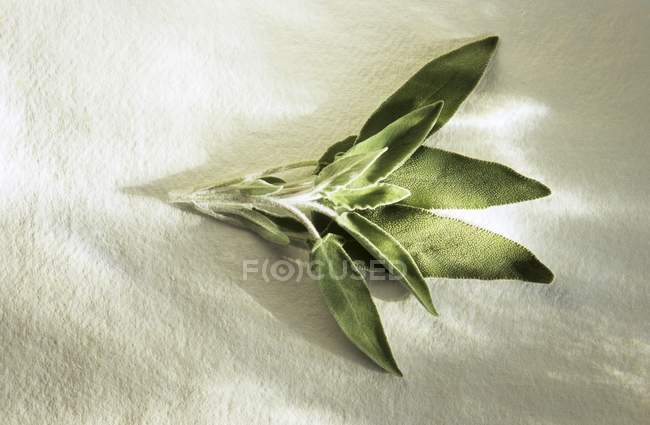 Fresh Sage on White — Stock Photo