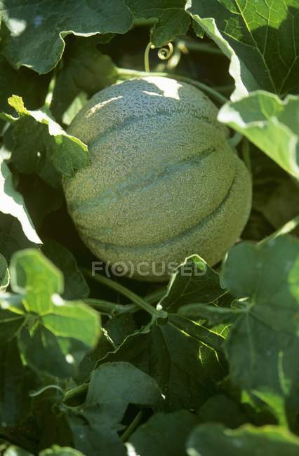 Vista close-up de melão Cantaloupe crescendo na planta — Fotografia de Stock