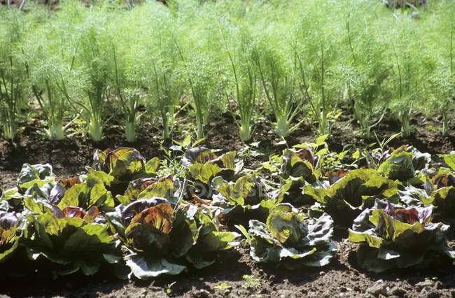 Lettuce and Fennel Garden — Stock Photo