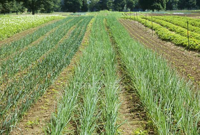 Onion Rows Growing on a Farm outdoors during daytime — Stock Photo