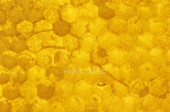 Pente de mel amarelo em bruto — Fotografia de Stock