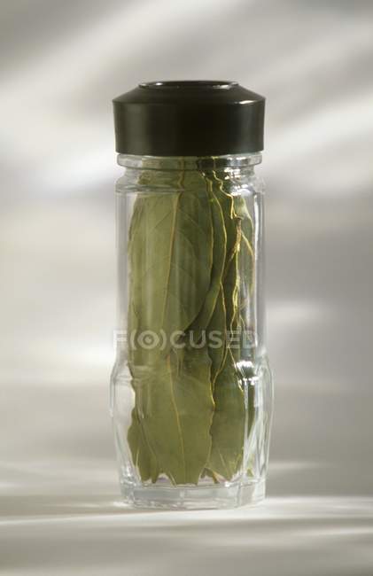 Foglie di alloro in vaso — Foto stock