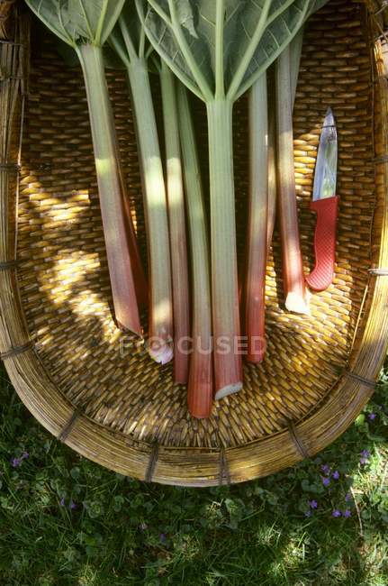 Rhubarbe fraîche coupée — Photo de stock
