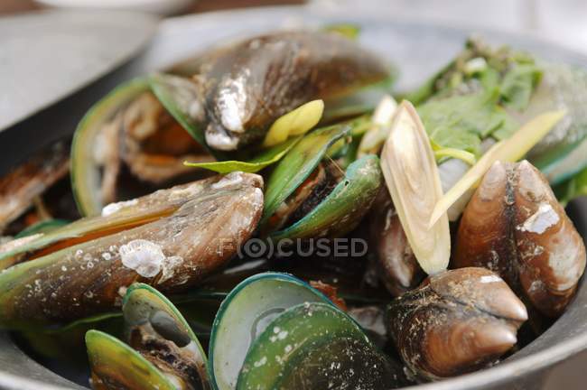 Cooked Mussels with lemon grass — Stock Photo