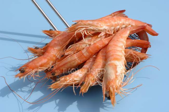 Cooked shrimps in colander — Stock Photo
