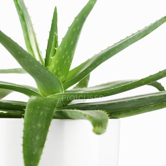 Aloe vera plant — Stock Photo