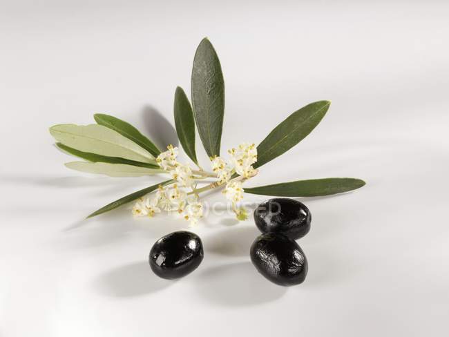 Black Olives with sprig and blossom — Stock Photo