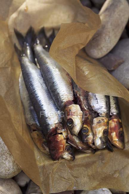 Smoked sardines on baking parchment — Stock Photo
