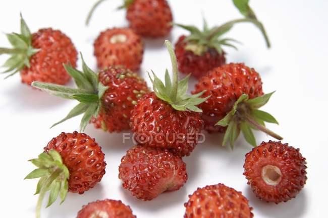 Fresas frescas silvestres - foto de stock