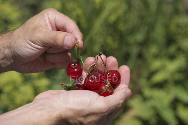Mãos segurando cerejas azedas — Fotografia de Stock