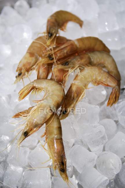 Portion of fresh raw shrimps — Stock Photo
