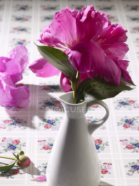 Closeup view of a colorful peony in a vase — Stock Photo