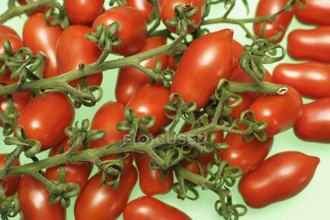 Червоні помідори на лозі — стокове фото