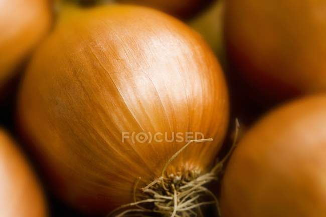 Cipolle marroni, primo piano — Foto stock