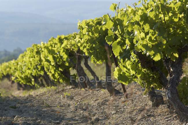 Visão diurna da linha de vinhas na Provença — Fotografia de Stock