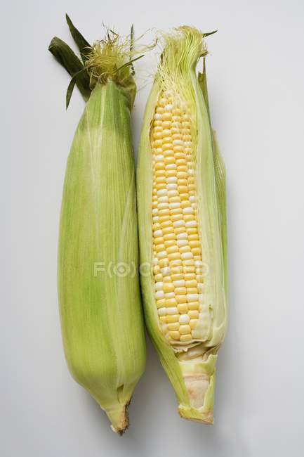 Dos mazorcas de maíz con cáscaras - foto de stock