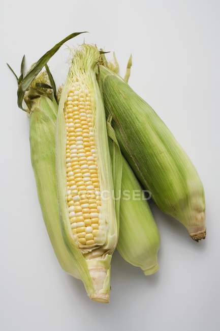Four corn cobs with husks — Stock Photo