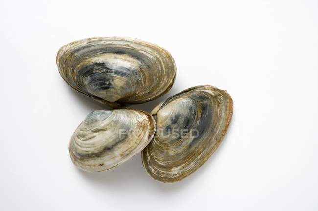 Closeup top view of three clams on white surface — Stock Photo