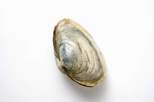 Closeup top view of one clam on white surface — Stock Photo