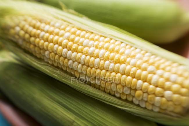 Кукурузные початки с шелухой — стоковое фото