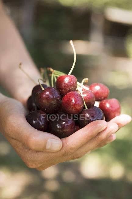 Human Hands holding cherries — Stock Photo
