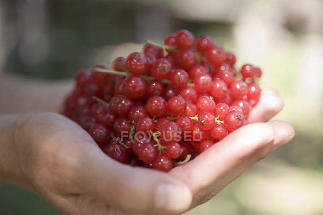 Female hands holding redcurrants — Stock Photo