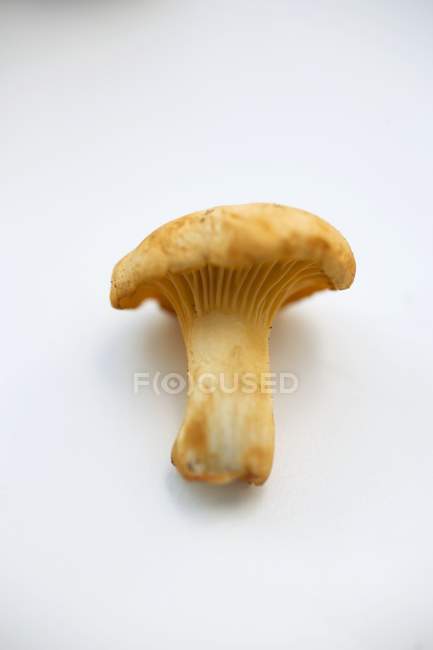 Closeup view of fresh chanterelle mushroom on white background — Stock Photo